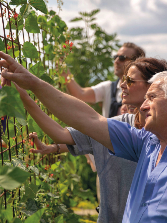 Three people picking grapes off a tree in a vineyard