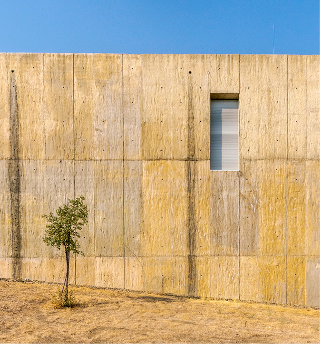 A tree in front of a wall