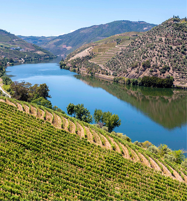 Douro Valley Vineyard, Portugal 