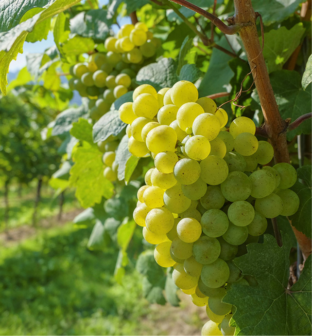 Bunch of green grapes hanging from a tree