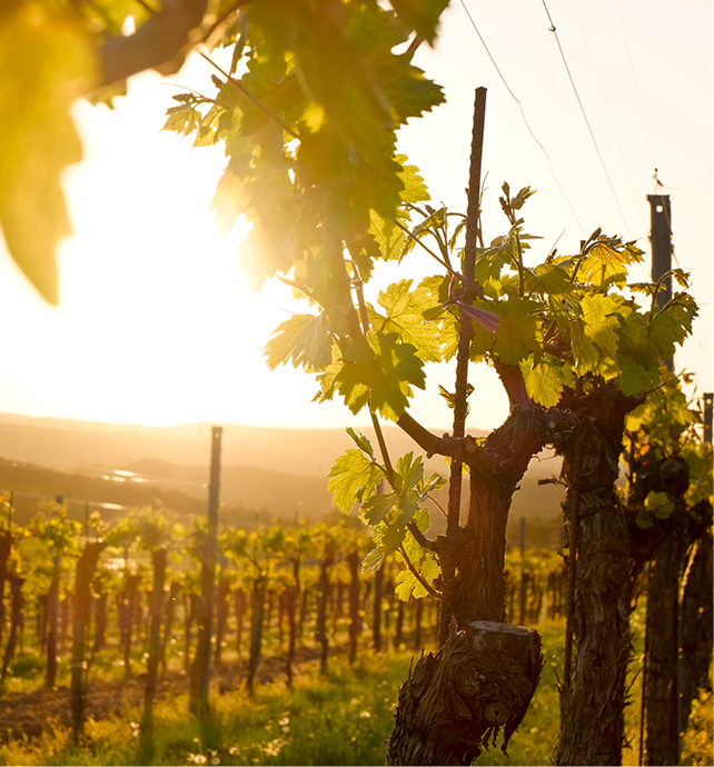 Bright yellow sunset peeking through the leaves at a vineyard in Austria 