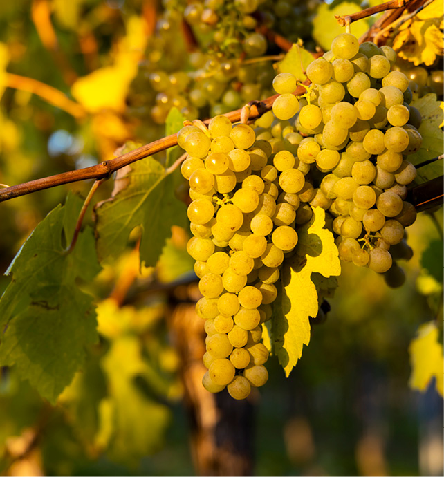 Bunch of green grapes hanging from a vineyard branch 