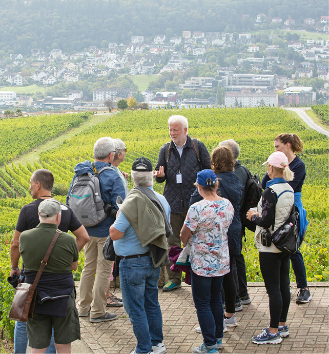 Vineyard group hike in Niederwalddenkmal, Germany