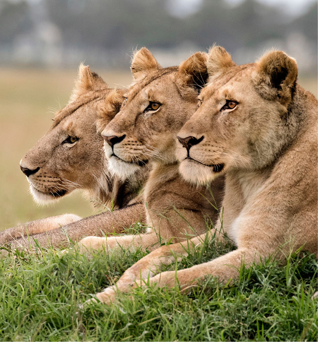 three lions laying down next to each other on some grass looking in the same direction