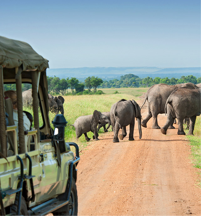 a baby elephant following a herd of elephants crossing the road in front of a safari vehicle