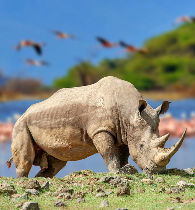 magnificent rhinoceros in front of a watering hole that is filled with flamingos 